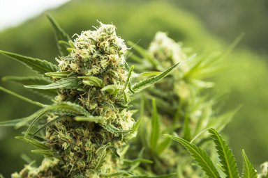 Сотрудники полиции Мостовского района пресекли незаконный оборот наркотических средств