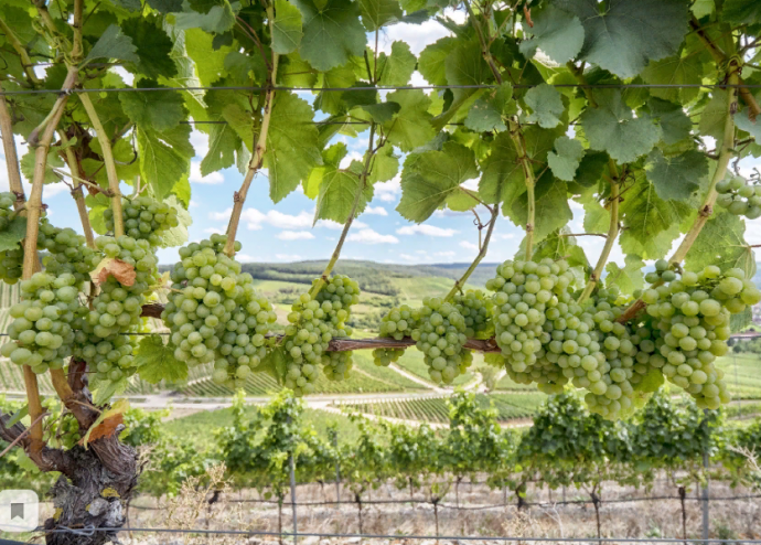 ТОП 7 Лучших БЕЛЫХ ВИН ГРУЗИИ ТОП 7 Лучших БЕЛЫХ ВИН ГРУЗИИ