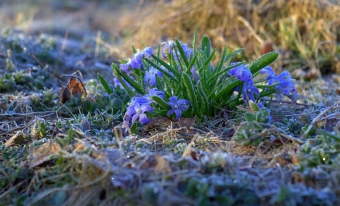 Возможно всё… Даже заморозки Возможно всё… Даже заморозки