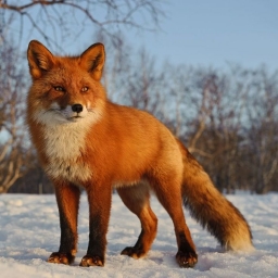 Fox